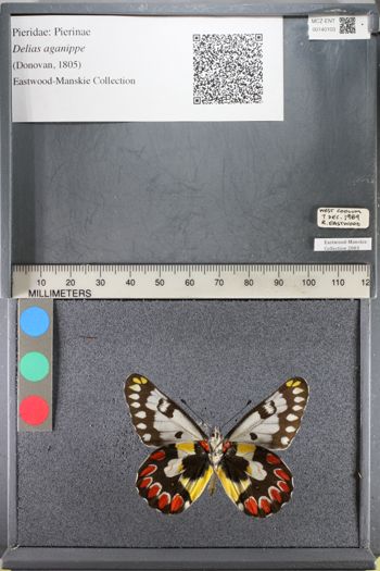 Media type: image;   Entomology 140103